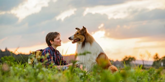 10 знаменитых животных-актеров, которых мы все обожаем