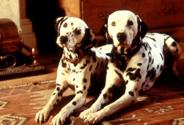 10 знаменитых животных-актеров, которых мы все обожаем