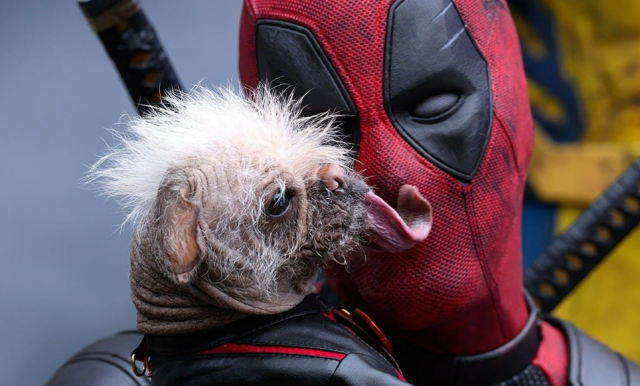 Обладательница титула самой уродливой собаки сыграла в фильме «Дэдпул и Росомаха»